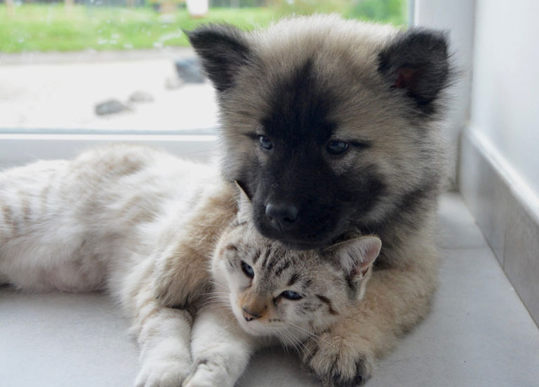 Hunde und Katzen Tierarztpraxis für Vögel Lotte