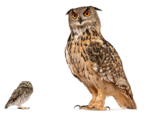 https://www.sielmann-stiftung.de/natur-schuetzen/tierwelt/eulen